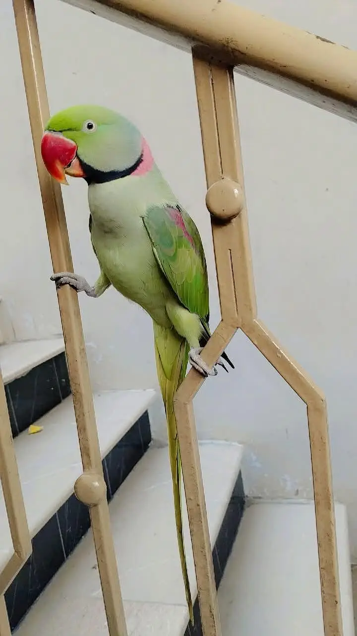 بولنے والا طوطا /talking raw parrot معہ قیمتی پنجرا — photo 3