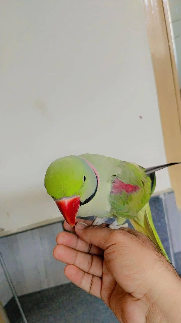 بولنے والا طوطا /talking raw parrot معہ قیمتی پنجرا 3