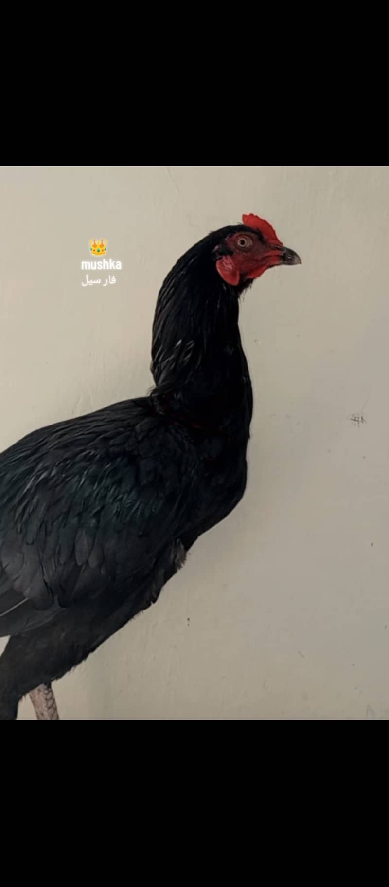 Mushka 2