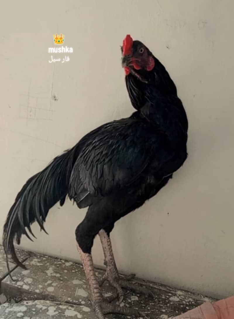 Mushka 3