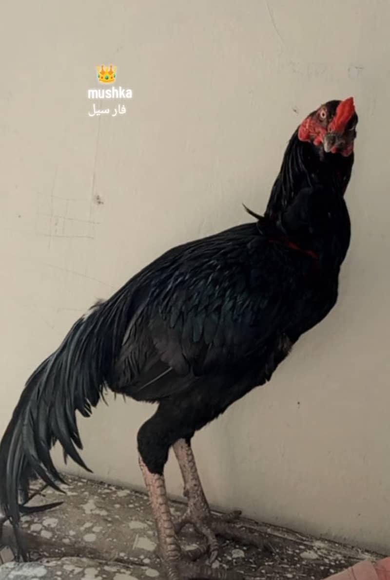 Mushka 4