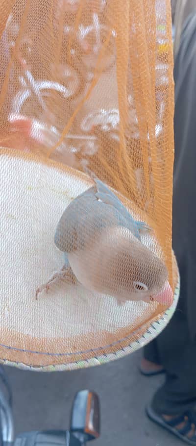1  breader male