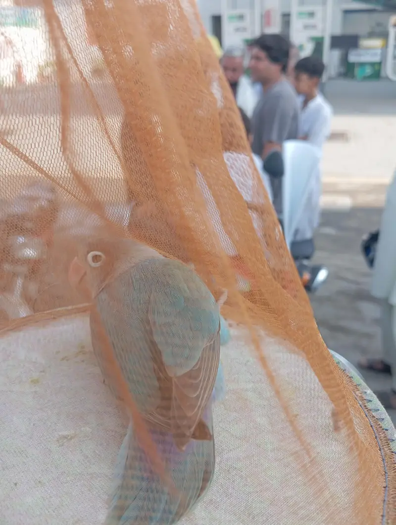 1  breader male — photo 3
