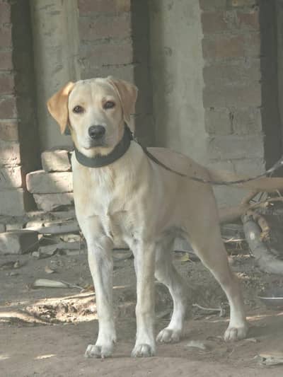 Labrador female puppy