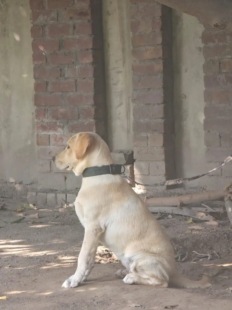 Labrador female puppy — photo 2