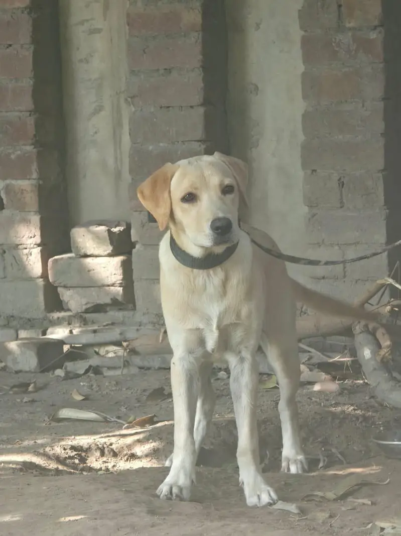 Labrador female puppy — photo 3