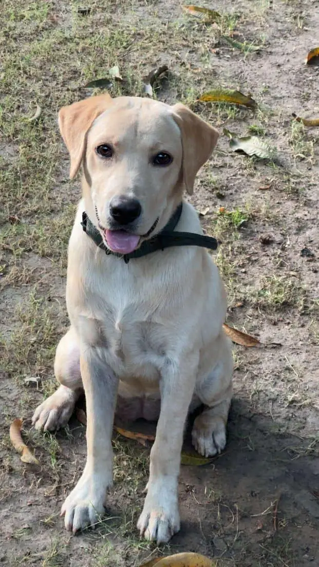 Labrador female puppy — photo 4