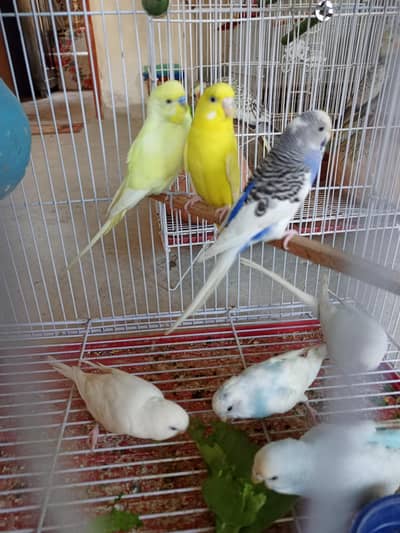 Australian Bird's