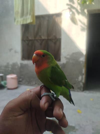 Ladi JuTT