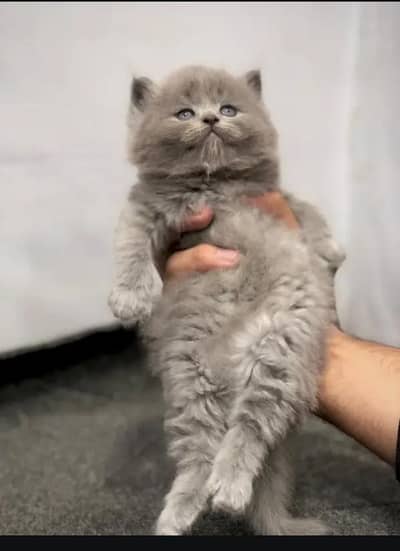 cash on delivery available Persian punch face cat kitten