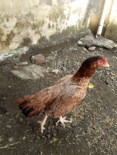 best lakha aseel murghi