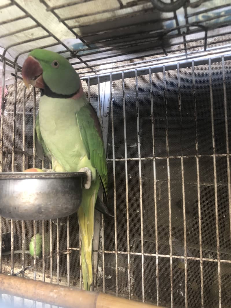 Parrot 0