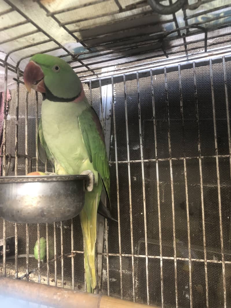 Parrot 1
