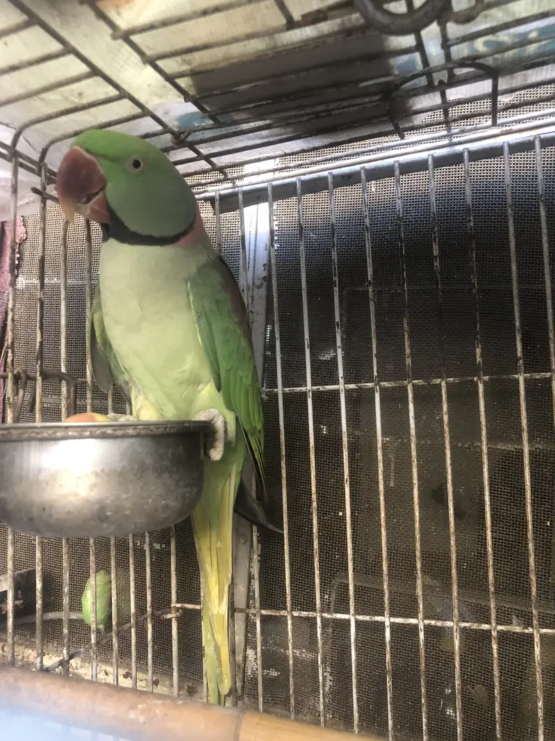 Parrot — photo 2
