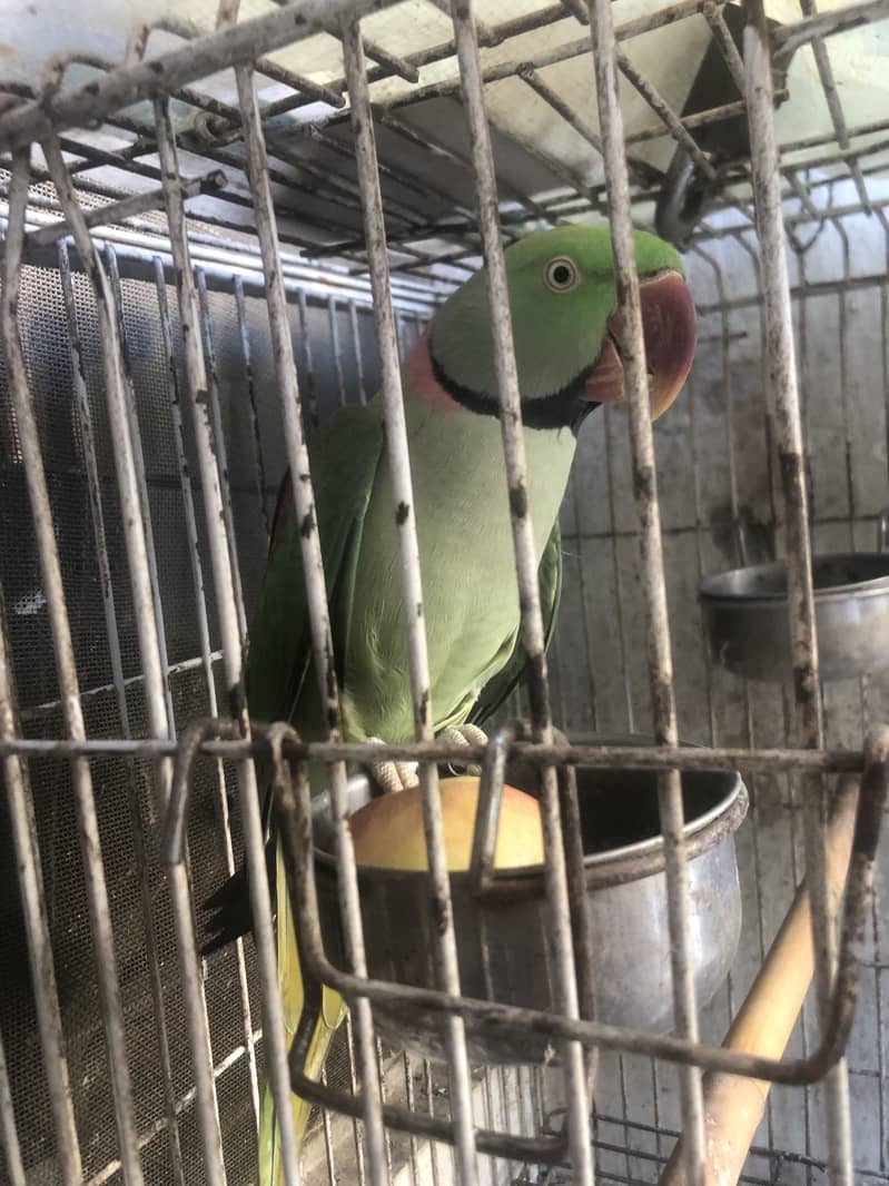 Parrot 2