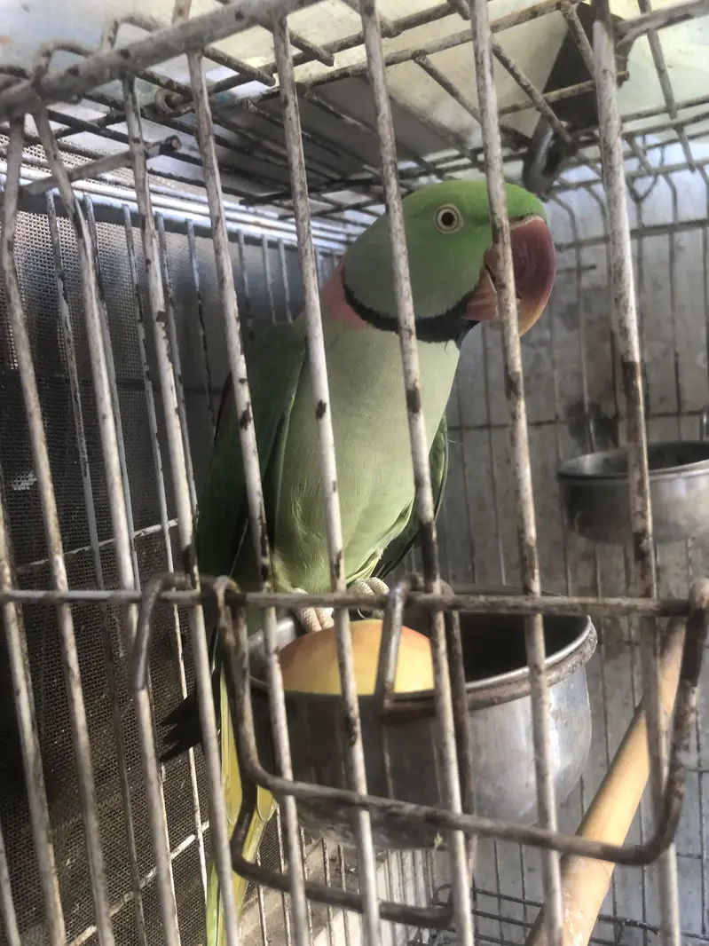 Parrot — photo 3
