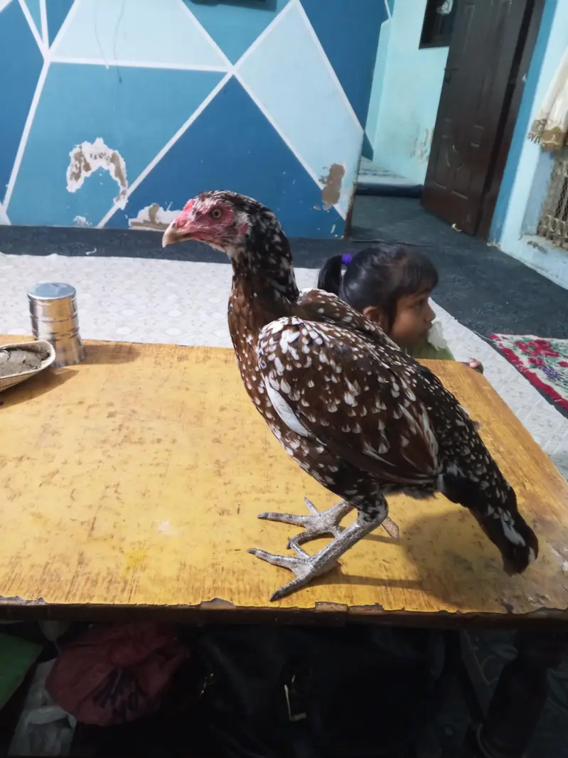 murgi vip — photo 2