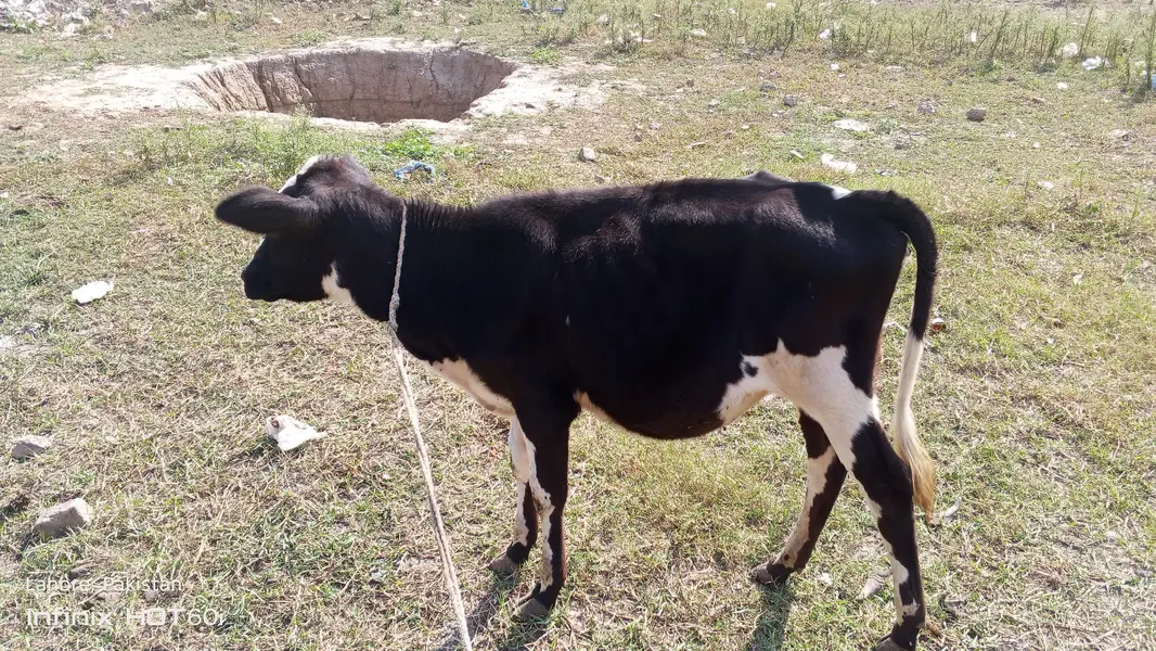 waltam cross gaye — photo 2