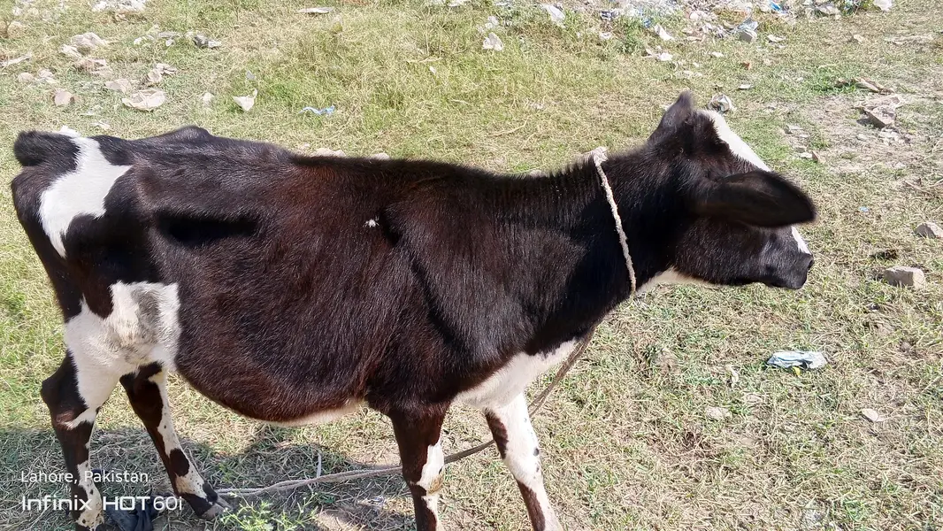 waltam cross gaye — photo 3