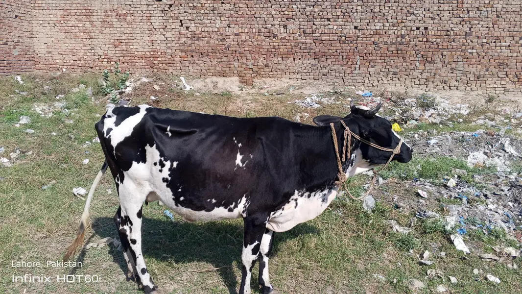 waltam cross gaye — photo 5