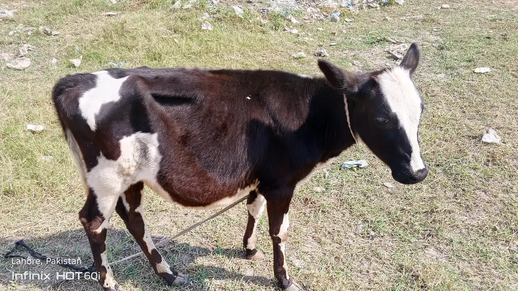 waltam cross gaye — photo 7