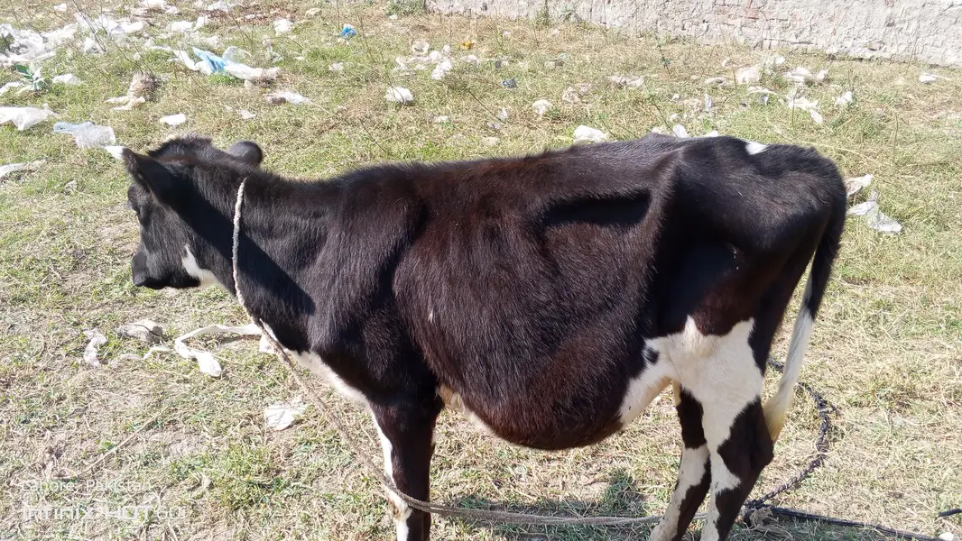 waltam cross gaye — photo 8
