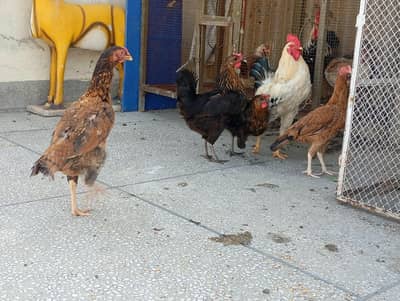 hens for sale read description