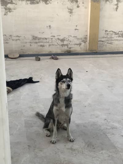 Siberian husky for sell
