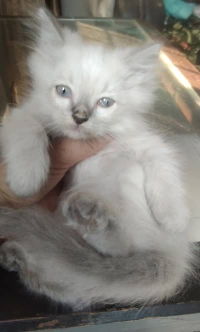 beautiful kitten