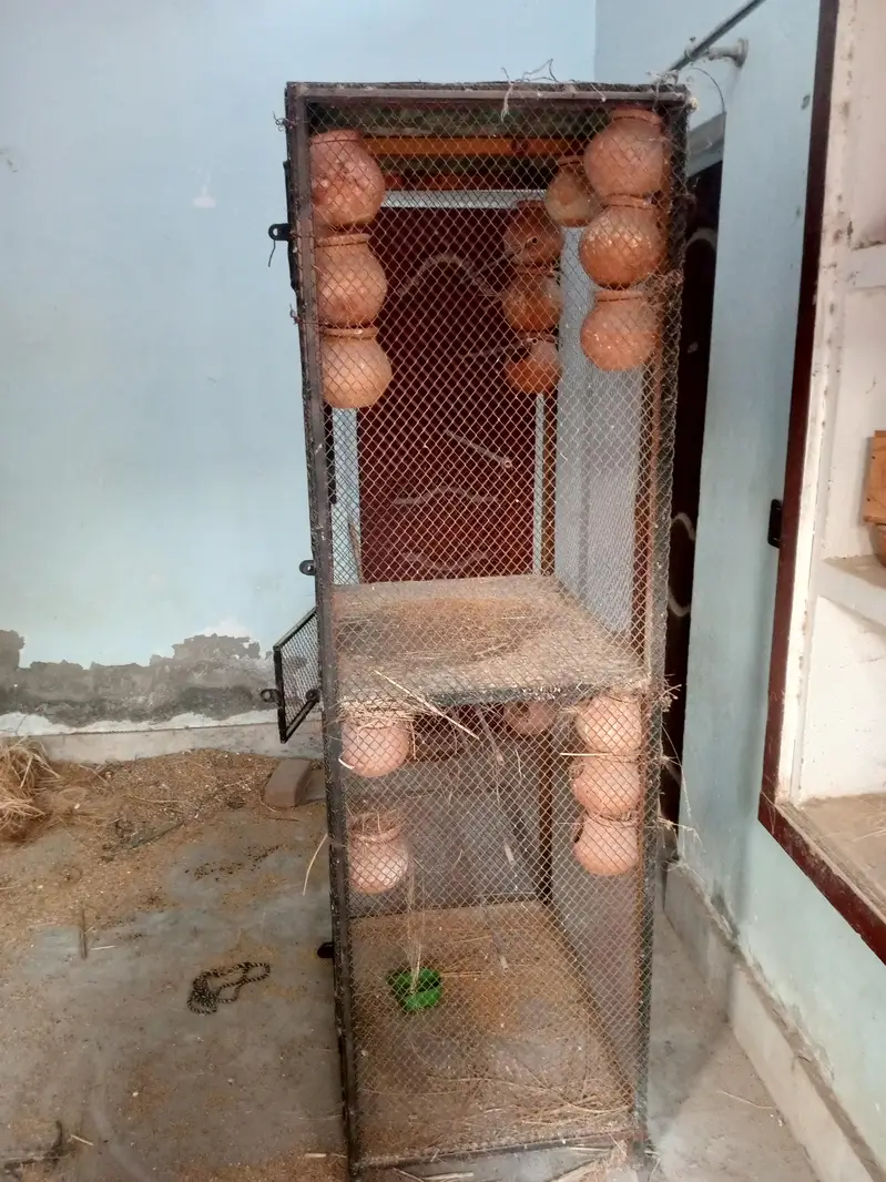 birds colony cage — photo 2