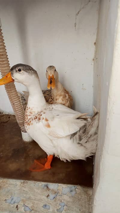 Beautiful duck pair for sale