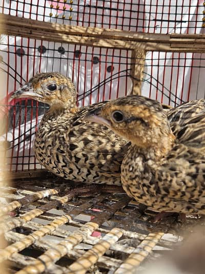 Kali Teetar Females