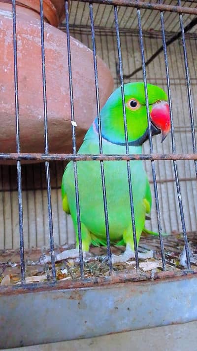 talking and dancing parrots
