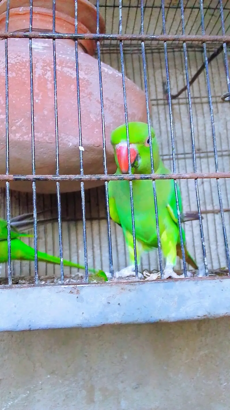 talking and dancing parrots — photo 3