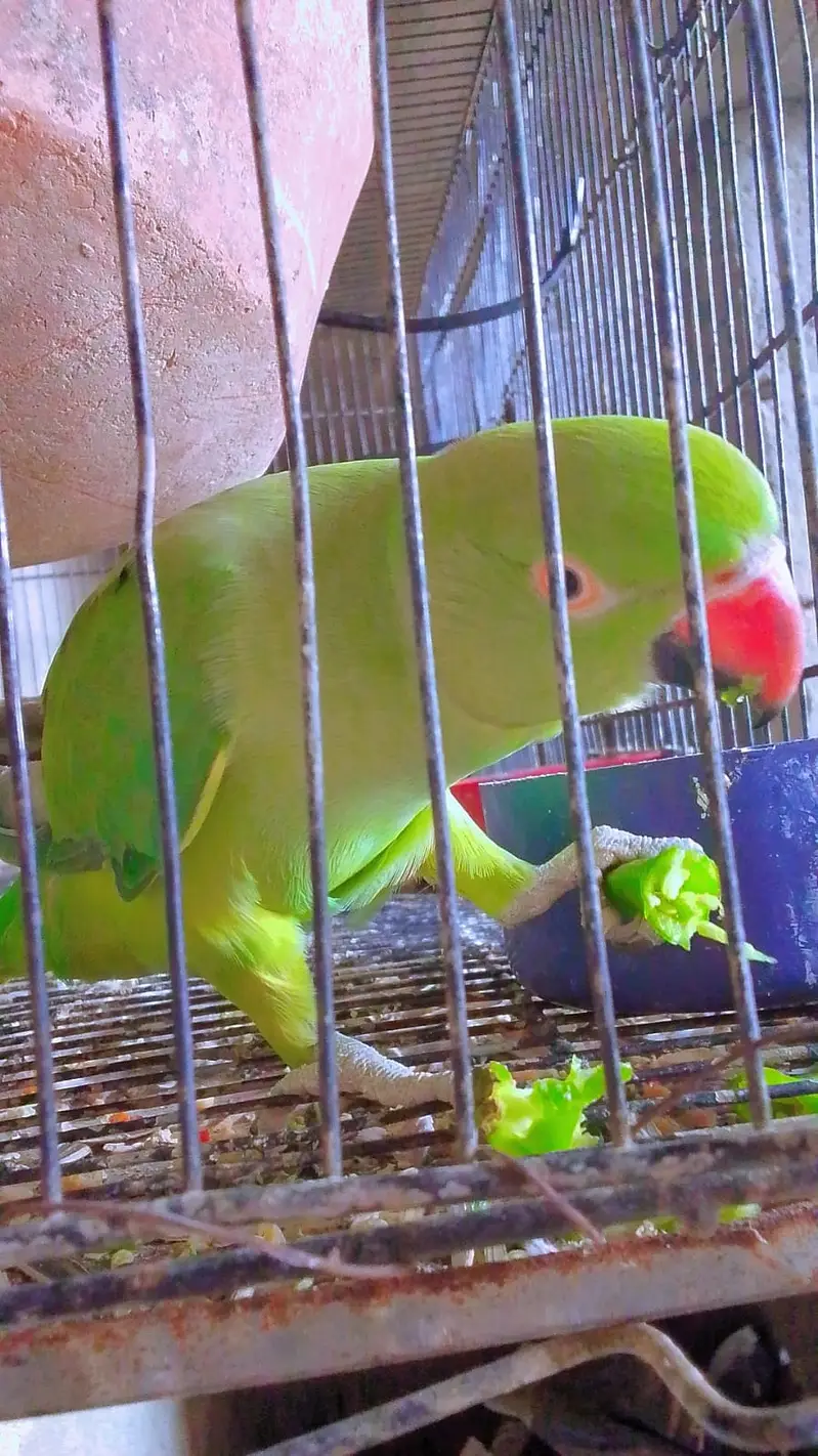 talking and dancing parrots — photo 4