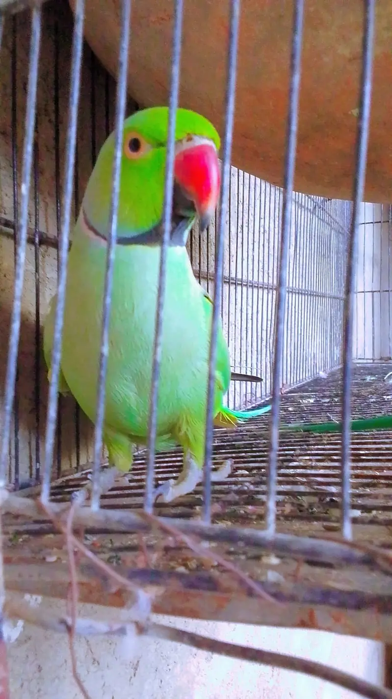 talking and dancing parrots — photo 6