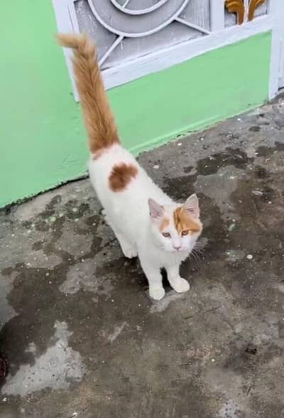 Double Coat Male Cat - Fluffy Tail - Healthy & Active`
