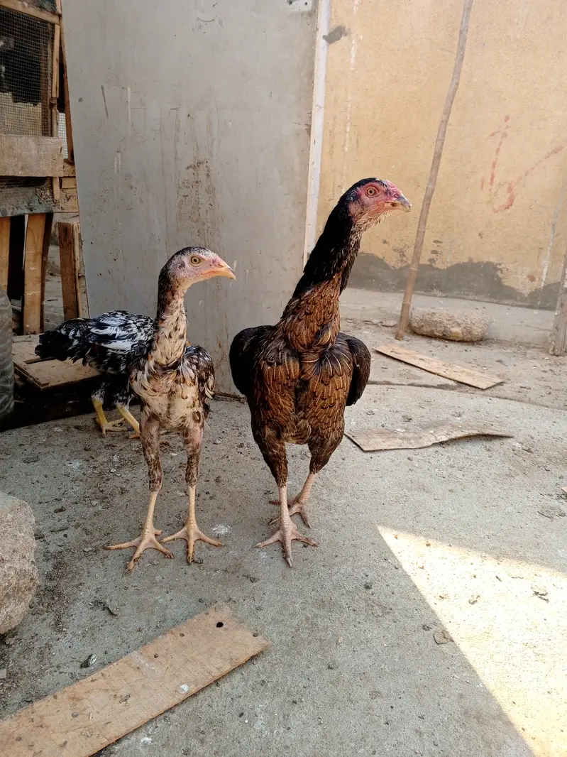 Aseel murgiyan — photo 2