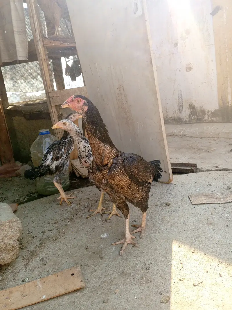 Aseel murgiyan — photo 3
