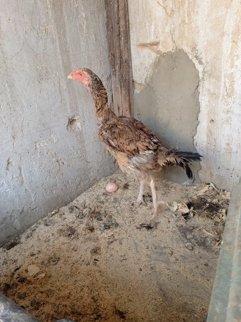 Aseel murgiyan — photo 5