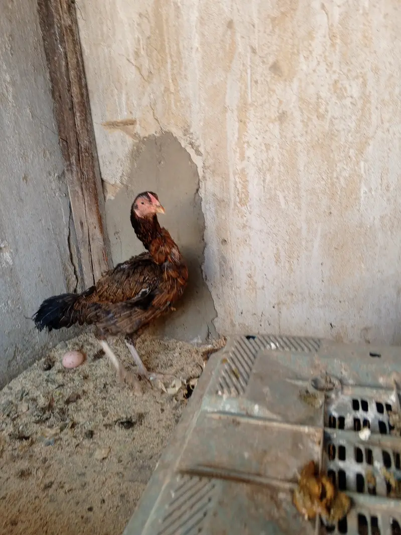 Aseel murgiyan — photo 6