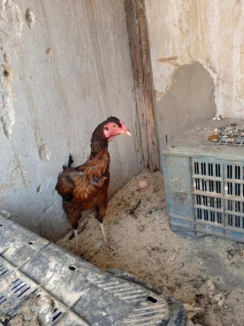 Aseel murgiyan — photo 8