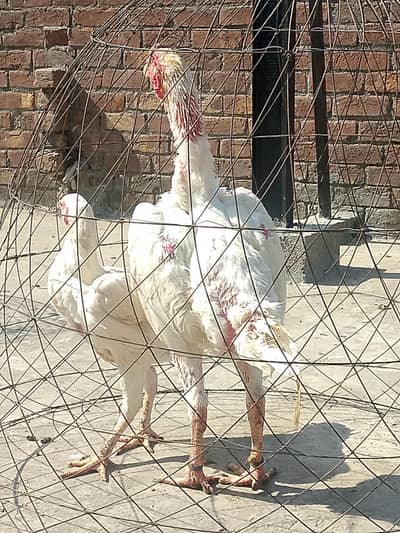 White shamo breeder pair healthy and active