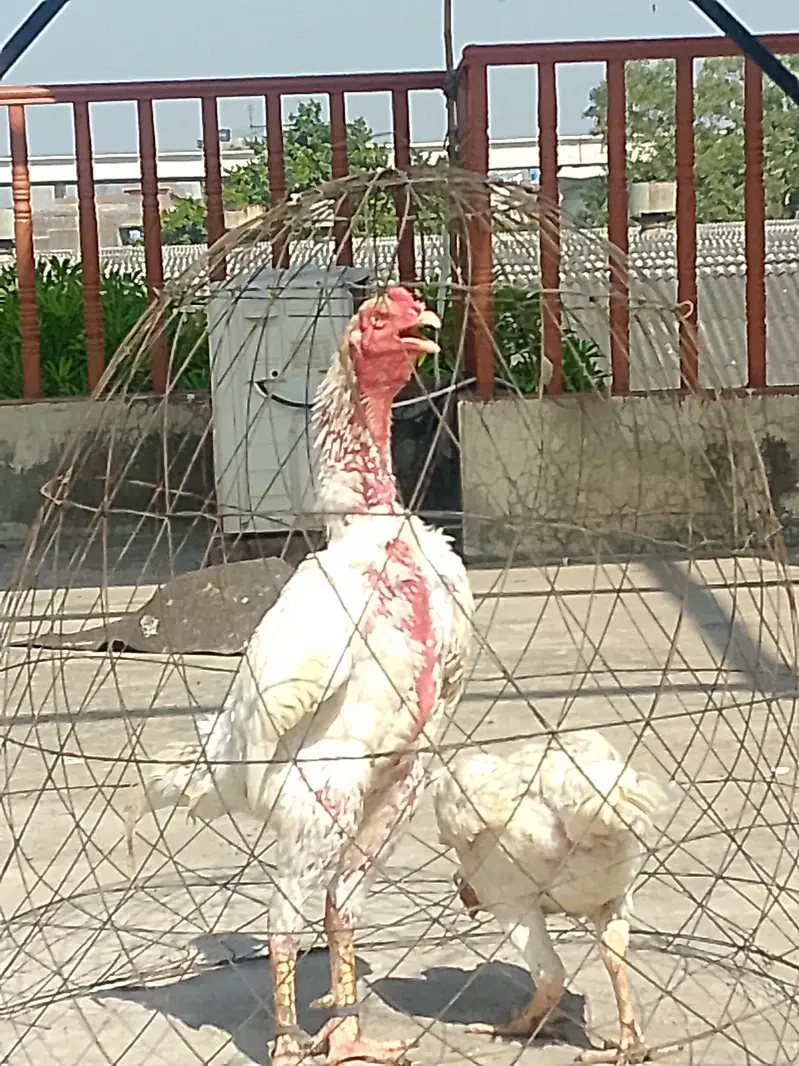 White shamo breeder pair healthy and active — photo 2