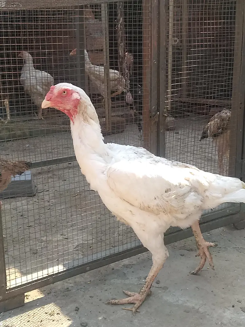 White shamo breeder pair healthy and active — photo 3