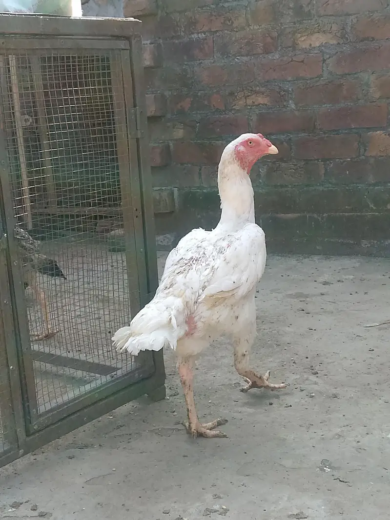 White shamo breeder pair healthy and active — photo 4
