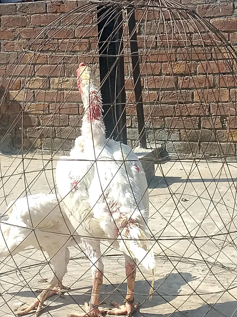 White shamo breeder pair healthy and active — photo 5