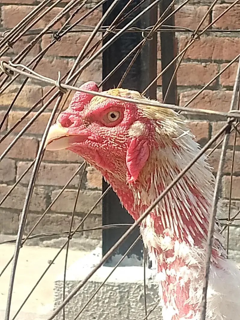 White shamo breeder pair healthy and active — photo 6