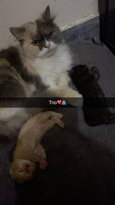 Persian Cross Kittens for Sale – Ginger & Black (2 Available)