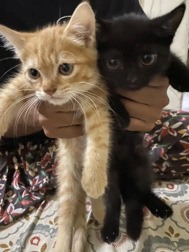 Persian Cross Kittens for Sale – Ginger & Black (2 Available) — photo 2